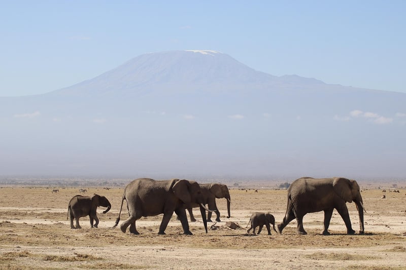 Wildlife Safari